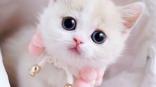 Funny animal videos 2023 ???????? | Funny cat videos 2023 ???????? | Funny dog videos 2023 ???????? | Funny Animal Zoo
