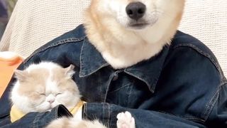 Funny animal sounds videos animals moment dogs and cats
