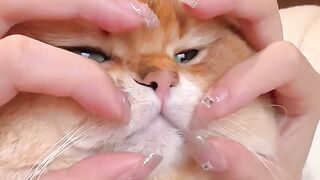 Cat touth