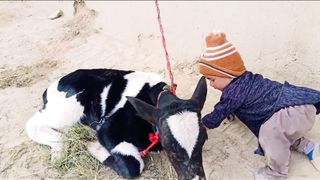Cute baby with cow kid