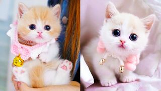 My cute Cat videos compilation #2||New