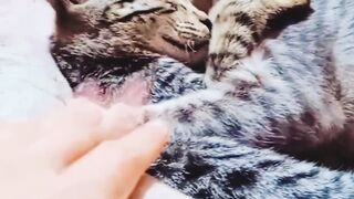 Cute cats Playing together