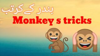 Monkey s tricks #bander ke kartab#بندر کے کرتب #video#TowaMowa.