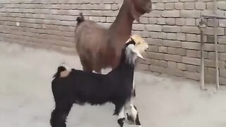 Funny Goats