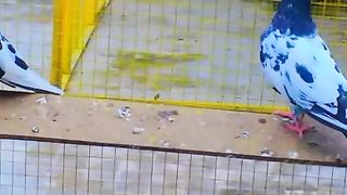 Rampuri kabootar breedr jora
