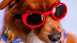 Cutest Dog | Funny Dog | Best Dog | Cute Puppy