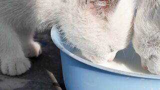 Cute Kittens || Drinking Milk || Cat Video