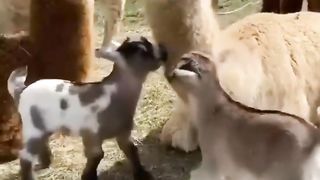 Funny Animal