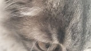 Cute kitten