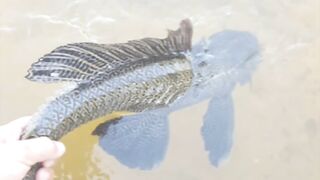 Soker mouth cat fish