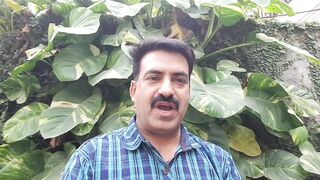 Money plant care, how to get big ???? leaves from money plant