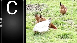 animals name begin with c | animals with c | animals name start with letter c