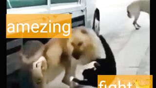 Funny dog and cat fight video
