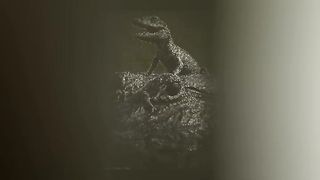 Little crocodile in bangladesh