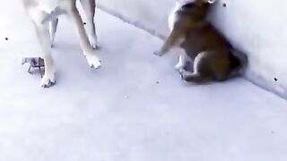 Funny Video Dog Funn Follow Me
