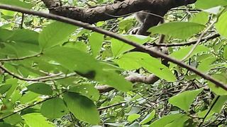 Margala jungle monkey ????