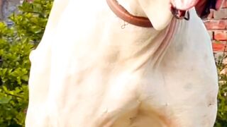 Pakistani Bully kutta #shorts