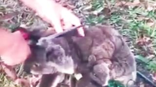 Humanity,animals lovers