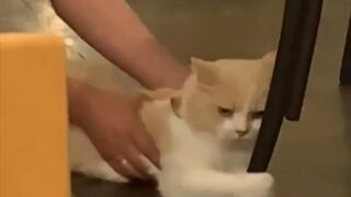 You Definitely Laugh_ I Believe In It  - Funniest Videos -- Best Part5