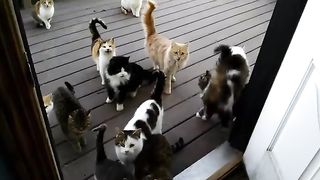 cats homes