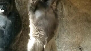 Gorilla Baby