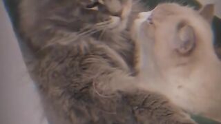 crazy cats