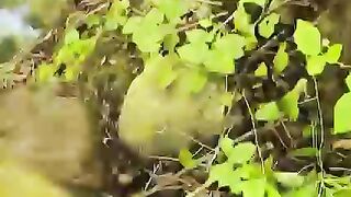 Amazing video