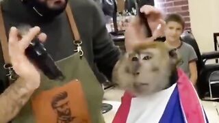 Full ???????????? Funny Monkey video