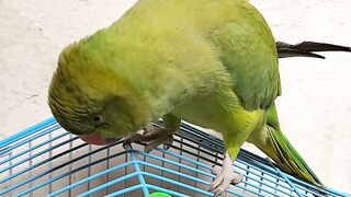 talking parrot