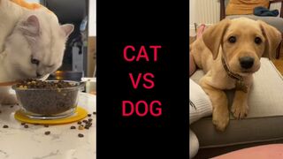 Cat vs Dogs