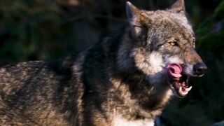 Wolf in forest