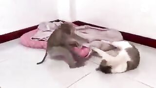 Best Funny Dogs ???? And Cats ???? Videos - Try Not To Laugh!