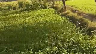 cam shot video result)cam shot video result