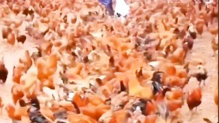 Too many chickens