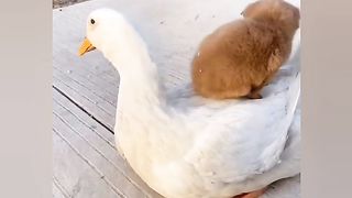 Naughty pets