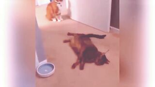 Funniest Animals Video - Best Cats???? and Dogs???? Videos of 2023 !