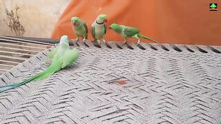 Beautiful parrots