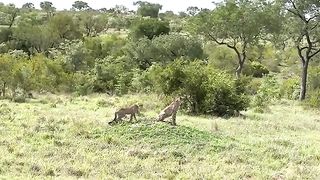 Cheeta Vedio