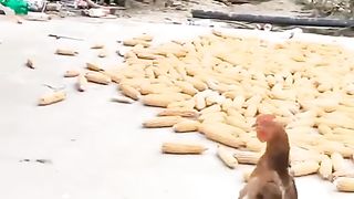 Funny hen