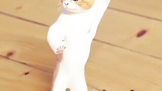 cat dance