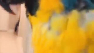 talking parrots