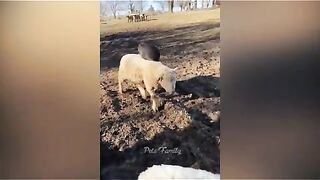Best Funny Videos Of Dogs And Cats  Try Not To Laugh