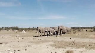 Elephant Vedio