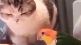 cats ang parrot fighting????????
