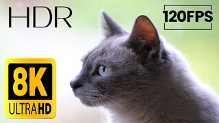 8K HDR 60fps Dolby Vision | Shades of Black / Beautiful Cats 8K Video