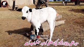 Fatehjangi Calf ll Domail Mandi ll Jamil tv ll
