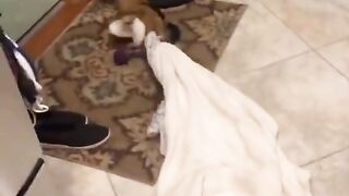 Funny cat videos compilation - funny cats