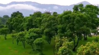 beautiful rainy day and view of trees and mountains.