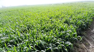 Wheat fields nearby M-11 Lahore