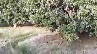 Pakistan Mango Farming New Technique